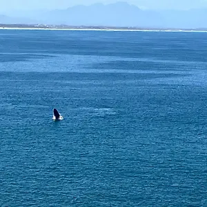 Apartment Whale's Tale